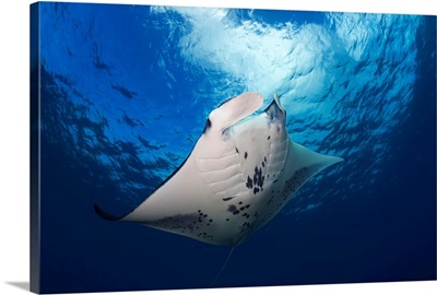 A reef manta ray, cruises over the shallows off West Maui, Hawaii