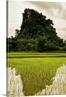 A Rice Field In Asia