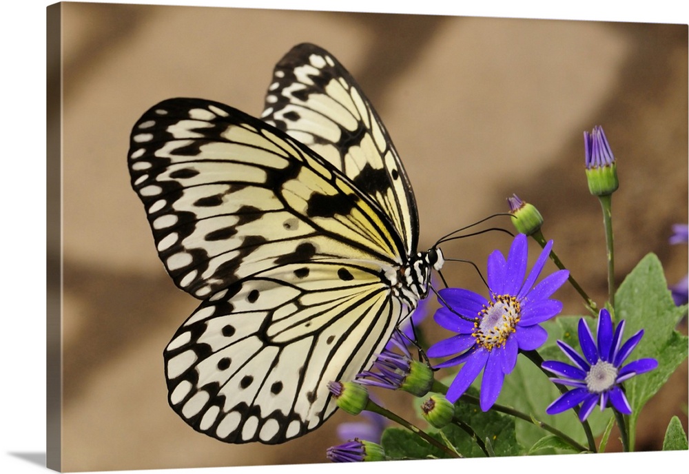 A rice paper butterfly, Idea leuconoe, sipping from a purple flower. Westford, Massachusetts.