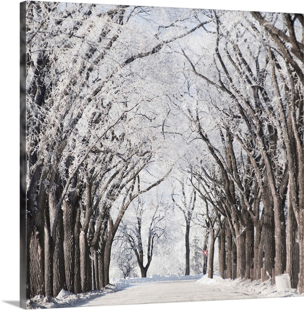 A Road And Trees Covered In Snow In Winter, Winnipeg, Manitoba, Canada