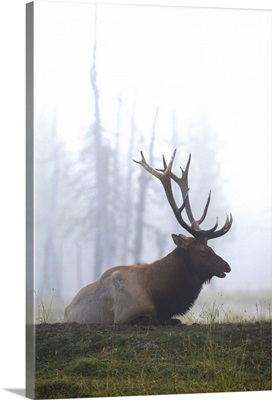 A Roosevelt Bull Elk Lies On A Hillside In Early Morning Fog, Southcentral Alaska
