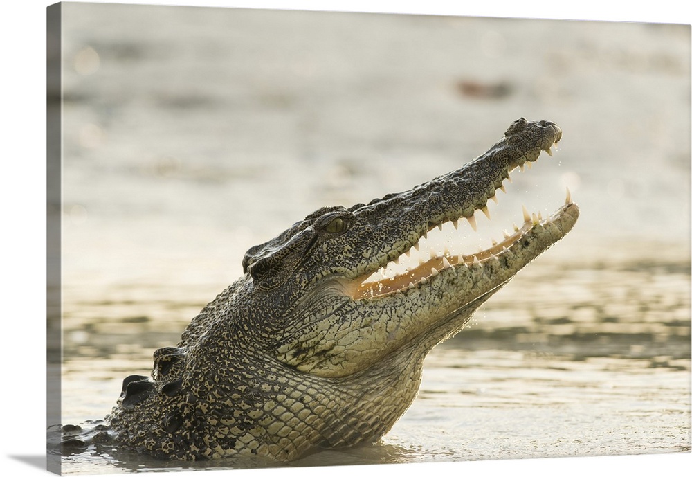 A saltwater crocodile (Crocodylus porosus) opens its jaws as it erupts out of the Hunter River, part of the Kimberley Regi...