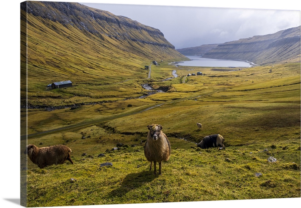 A scenic field with sheep in Faroe islands.
