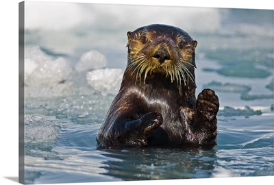 Sea Otter Wall Art & Canvas Prints | Sea Otter Panoramic Photos