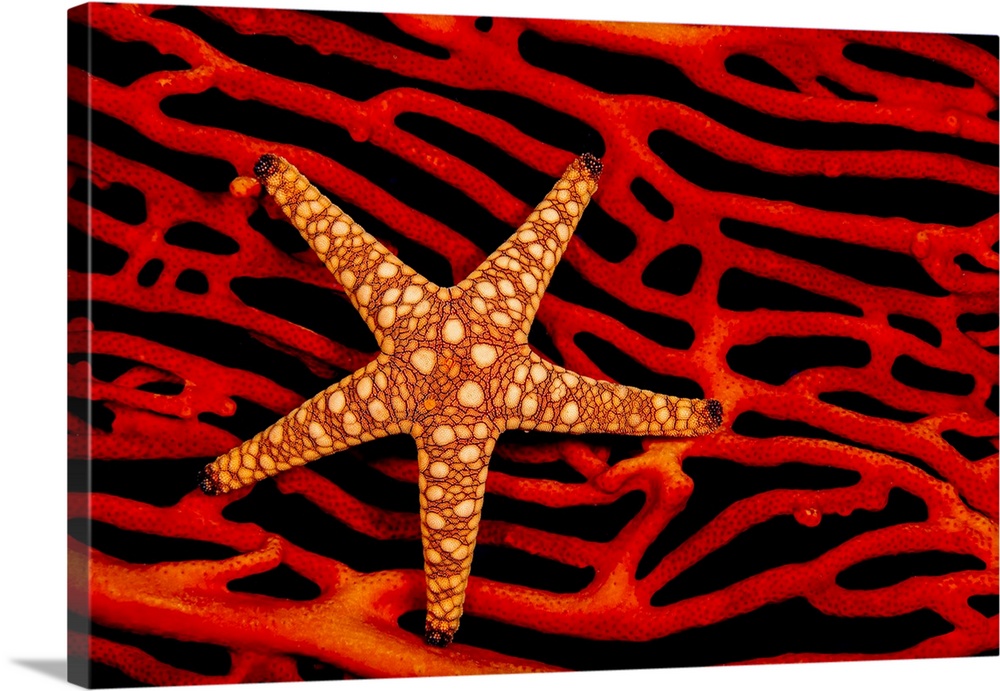 A seastar (Fromia sp.) on a red fan of gorgonian coral; Fiji.