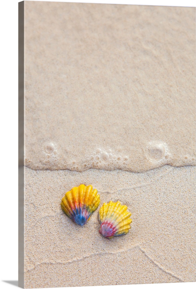 A set of two rare Hawaiian Sunrise Scallop Seashells, also known as Pecten Langfordi, in the sand at Lanikai beach; Honolu...