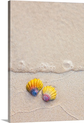 A set of two rare Hawaiian Sunrise Scallop Seashells