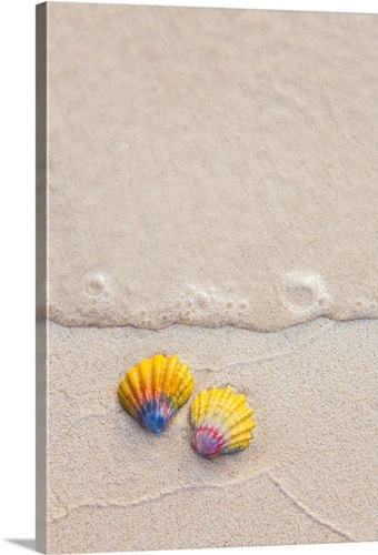 A set of two rare Hawaiian Sunrise Scallop Seashells Solid-Faced Canvas  Print