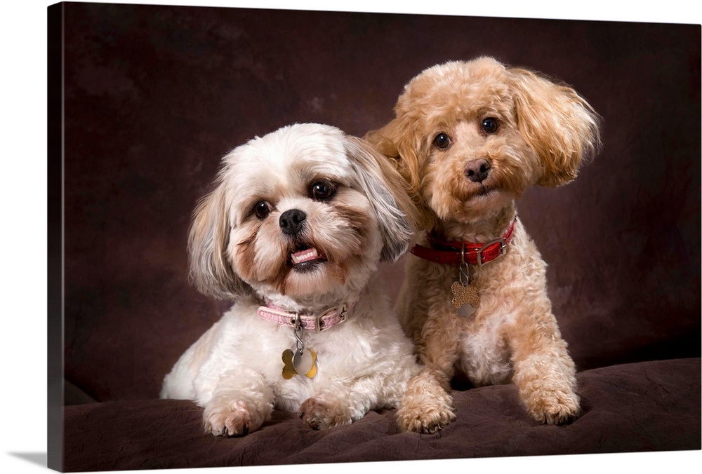 A Shihtzu And A Poodle On A Brown Backdrop