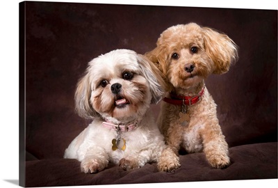 A Shihtzu And A Poodle On A Brown Backdrop