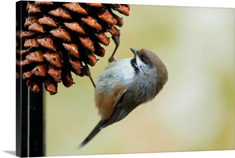 A small bird clings to a pine cone, Alaska, United States of America.