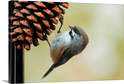 A small bird clings to a pine cone, Alaska, United States of America