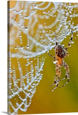 A spider tries to dry off