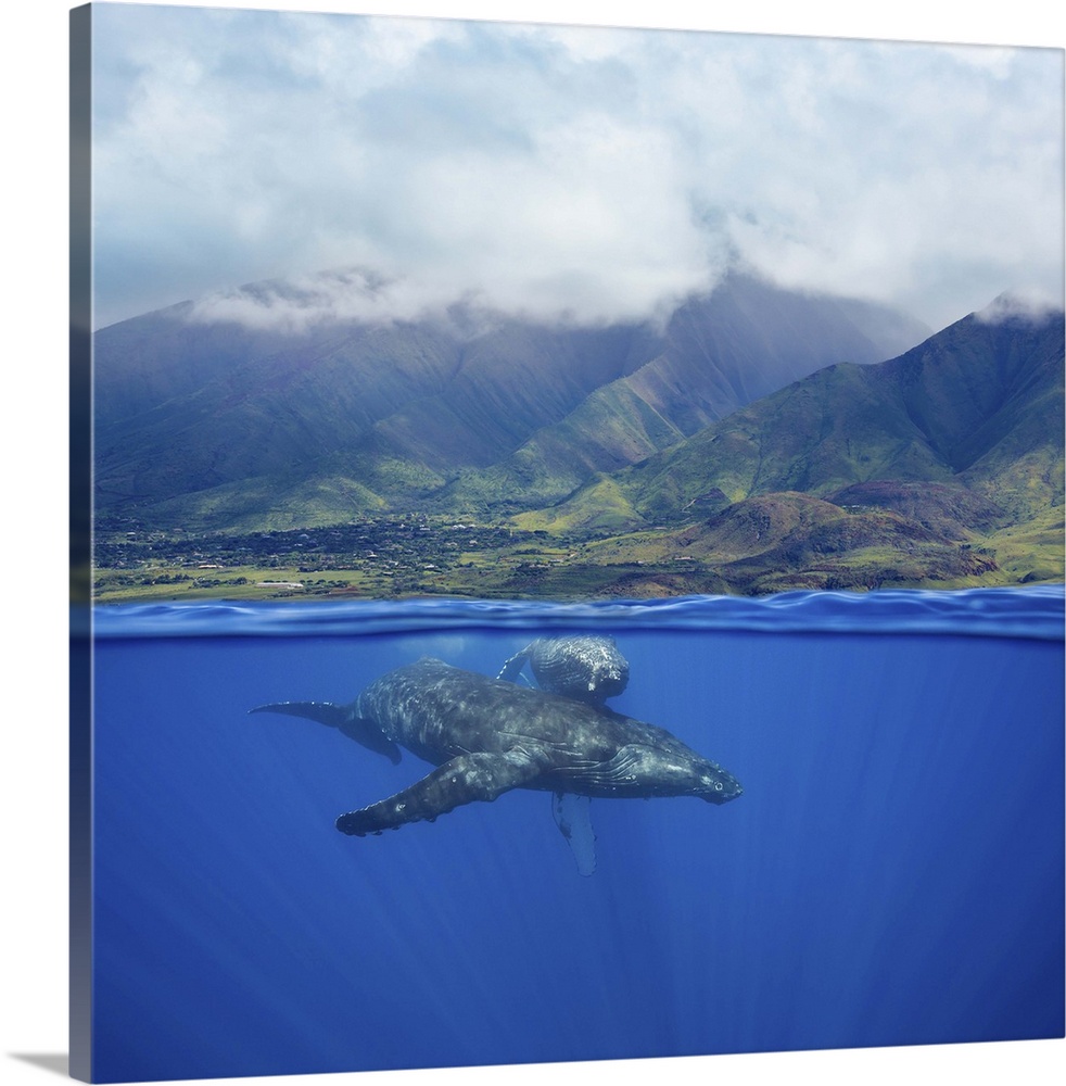 A split image of a pair of humpback whales (Megaptera novaeangliae) underwater in front of the West Maui Mountains just so...