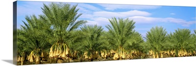 A stand of date palm trees