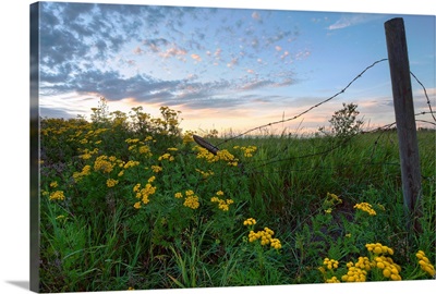 A Summer Evening Sky With Yellow Tansy Flowers And Fence, Alberta, Canada