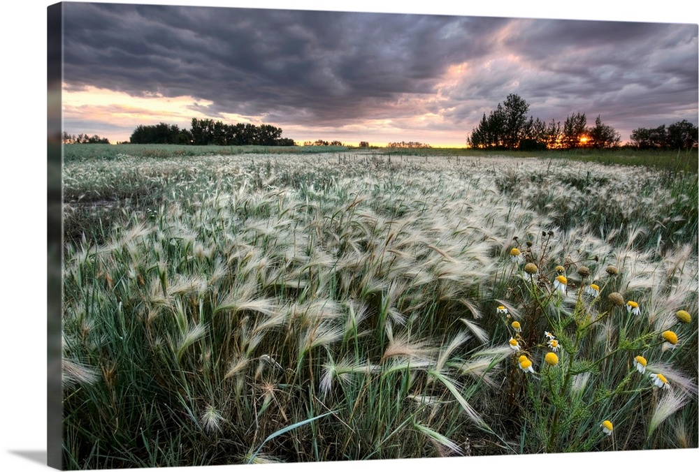A Sunrise With Storm Clouds Over A Field Of Foxtails, Central Alberta, Canada