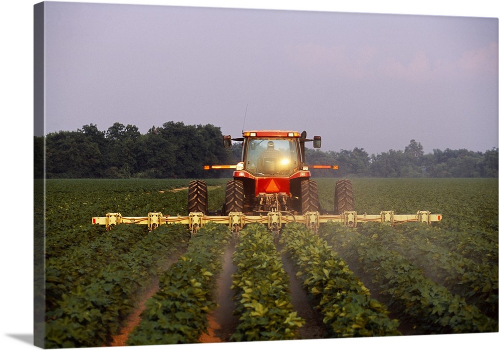 A tractor cultivates mid growth cotton in early morning light, Mississippi