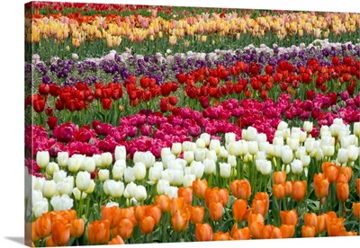 A Tulip Field