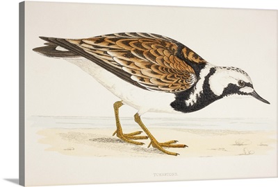 A Turnstone, From A 19th Century Print Circa 1877