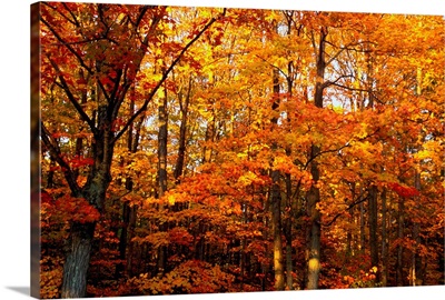 A Vibrant Forest In The Fall