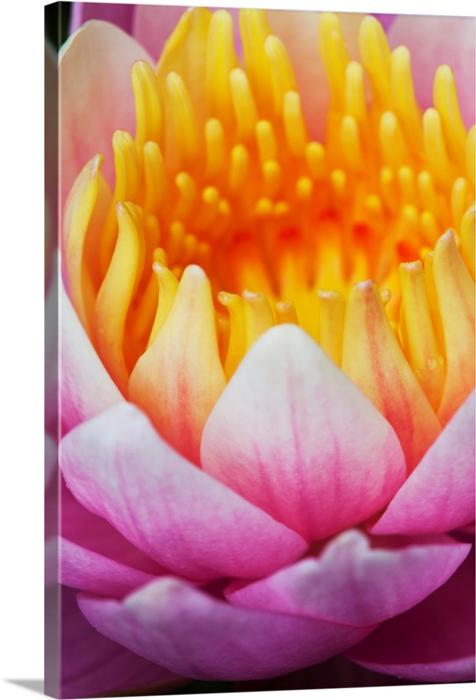 A water lily (Nymphaeaceae) blooms in a pond; Astoria, Oregon, United States of America