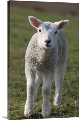 A White Lamb, Northumberland, England