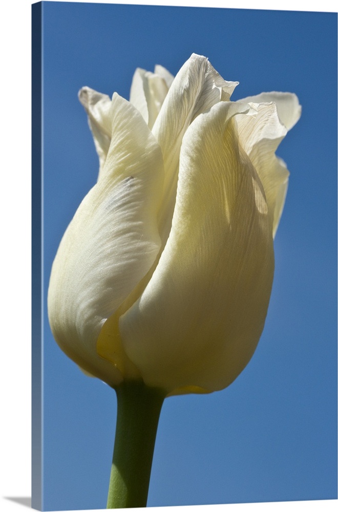 A White Tulip Against A Blue Sky; Northumberland, England