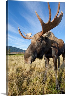 A Wide-Angle Close-Up View Of A Bull Moose, Southcentral Alaska