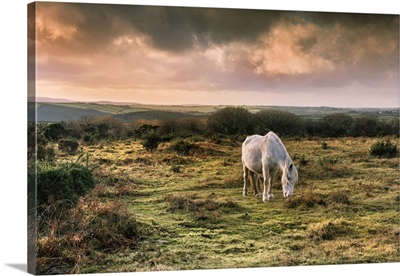 A Wild Bodmin Pony Grazing On Goonzion Downs On Bodmin Moor In Cornwall