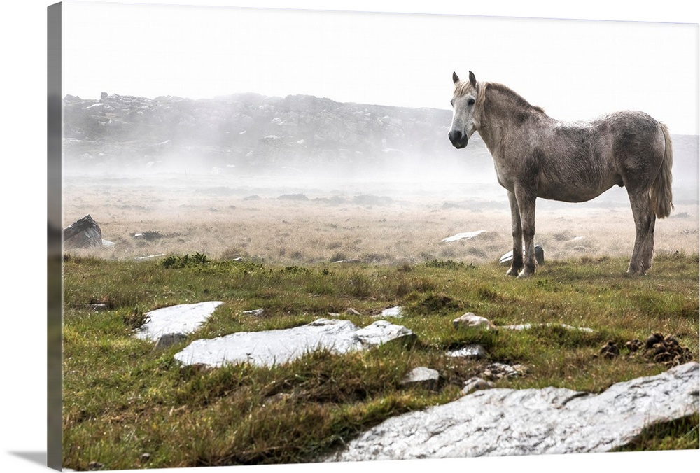 A wild, white horse standing in a foggy field.