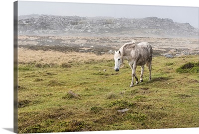A wild, white horse walking in a foggy field