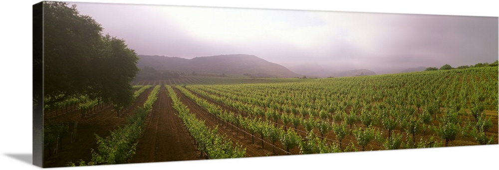 A wine grape vineyard showing foliage growth on a foggy morning in the Napa Valley