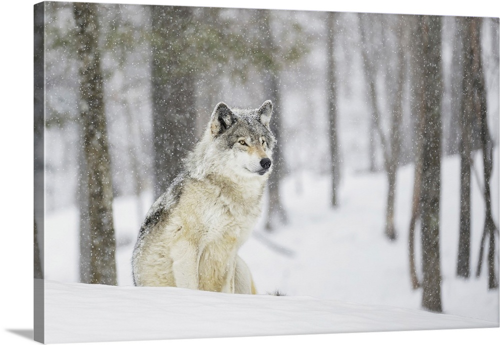 A Wolf Sitting In A Snowfall In A Forest