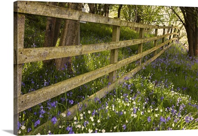 A Wooden Fence With Blue And White Wildflowers; Northumberland, England