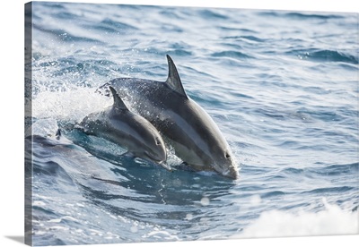 A young Spinner Dolphin, leaps into the air beside it's mother, off the island of Lanai