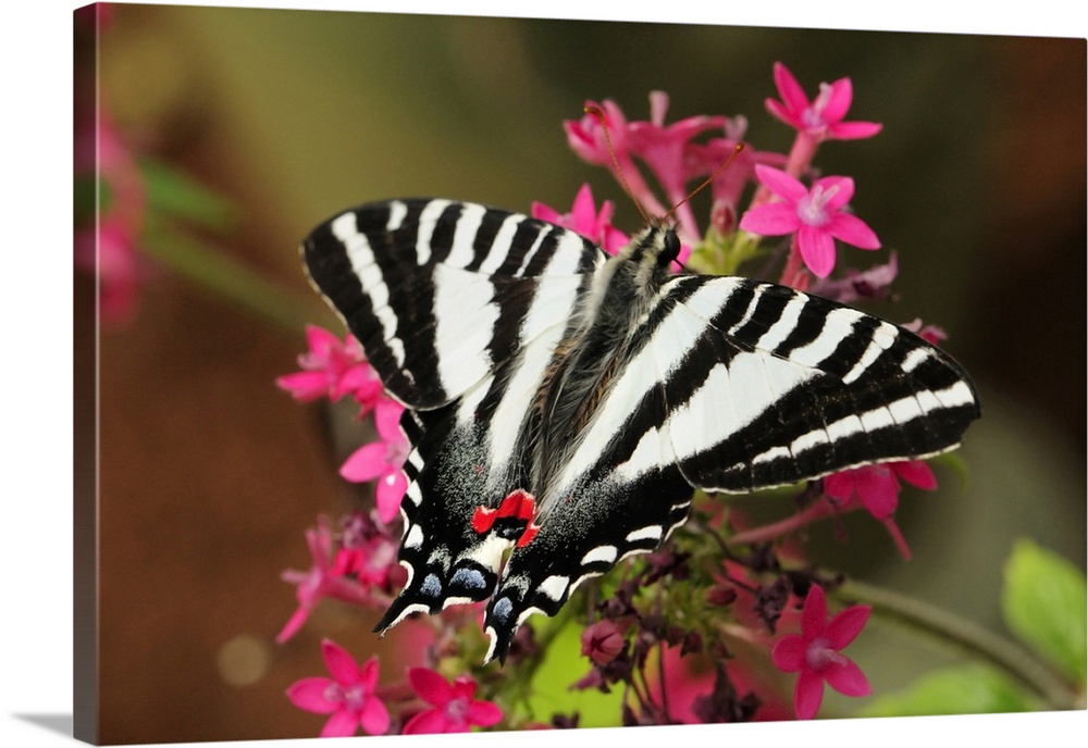 A zebra swallowtail, Protographium marcellus, on pink flowers. Westford, Massachusetts.