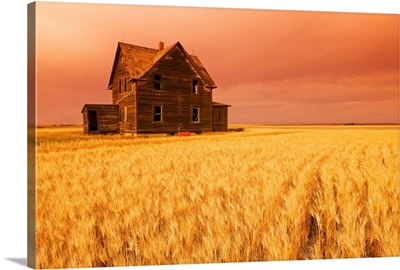 Abandoned Farm House And Wheat Field, Saskatchewan, Canada