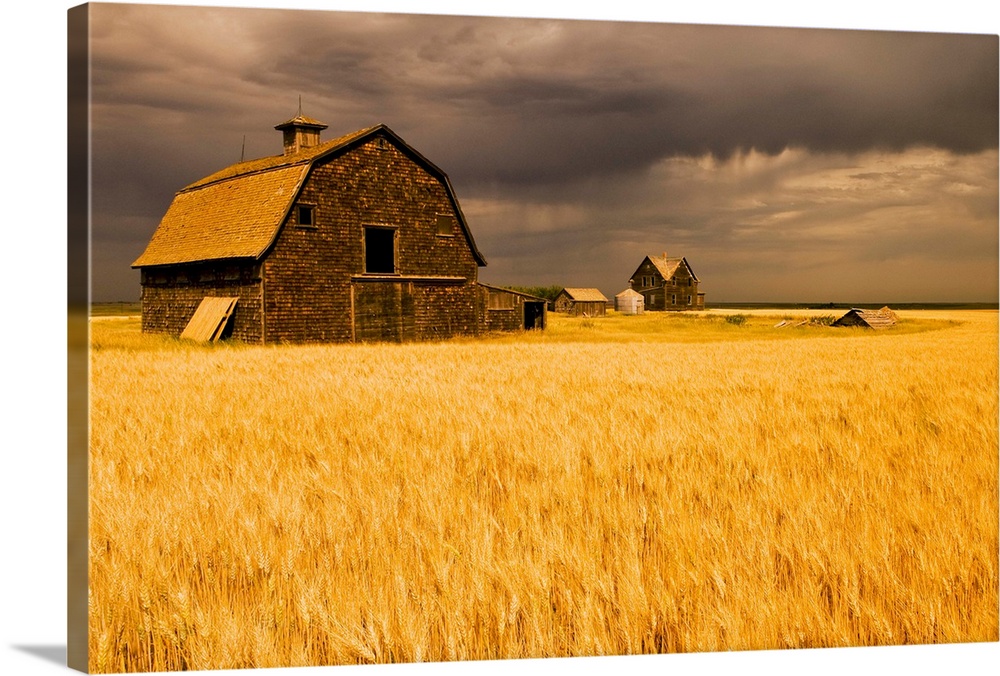 Abandoned Farm, Wind-Blown Durum Wheat Field, Saskatchewan, Canada