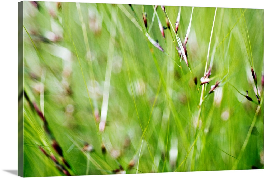 Horizontal abstract photograph on a giant canvas of a close up, blurred view of green ornamental grass in the sunlight.