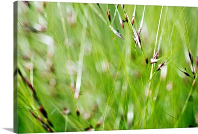 Abstract Of Green Ornamental Grass (Stipa Gigantea)