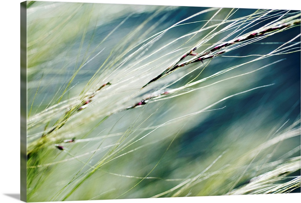 Big canvas photo of the up close view of decorative grass in a field.