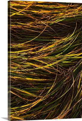 Abstract view of grass blowing in the wind