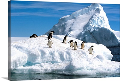 Adelie Penguins Jump From Iceberg, Paulet Island, Antarctica