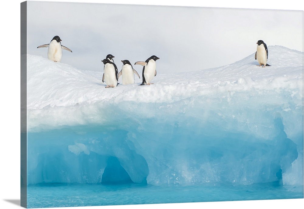 Adelie penguins stand on an iceberg.