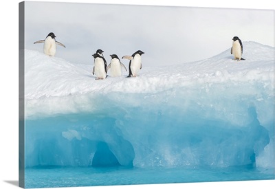 Adelie Penguins Stand On An Iceberg