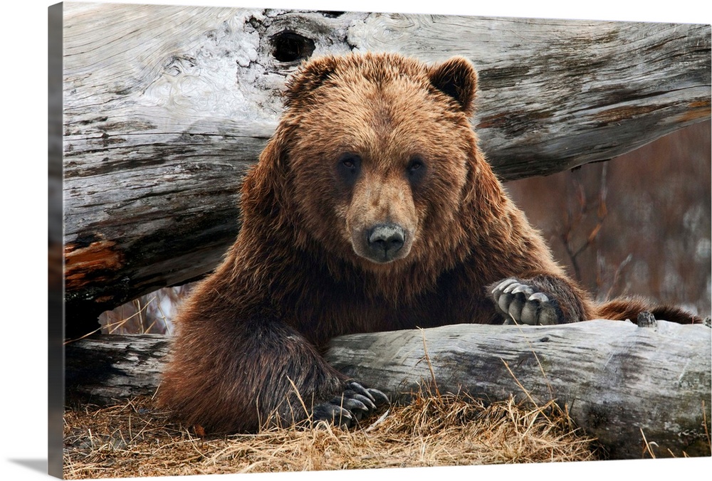 Adult Brown Bear Rests On A Log At The Alaska Wildlife Conservation Center  Wall Art, Canvas Prints, Framed Prints, Wall Peels | Great Big Canvas