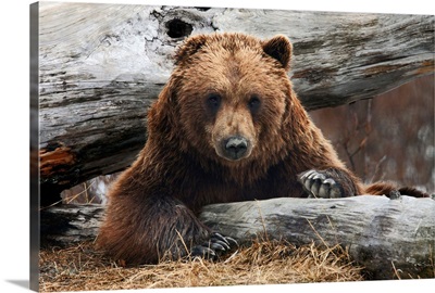 Adult Brown Bear Rests On A Log At The Alaska Wildlife Conservation Center