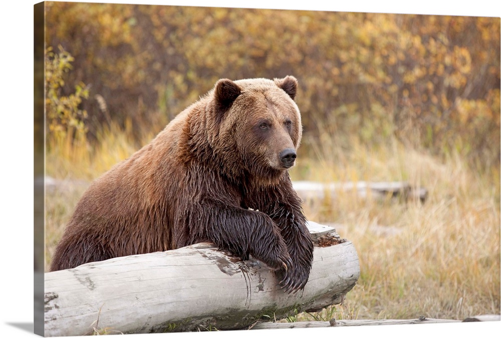 Adult Brown Bear Rests On A Log At The Wildlife Conservation Center, Alaska