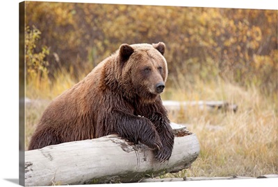 Adult Brown Bear Rests On A Log At The Wildlife Conservation Center, Alaska